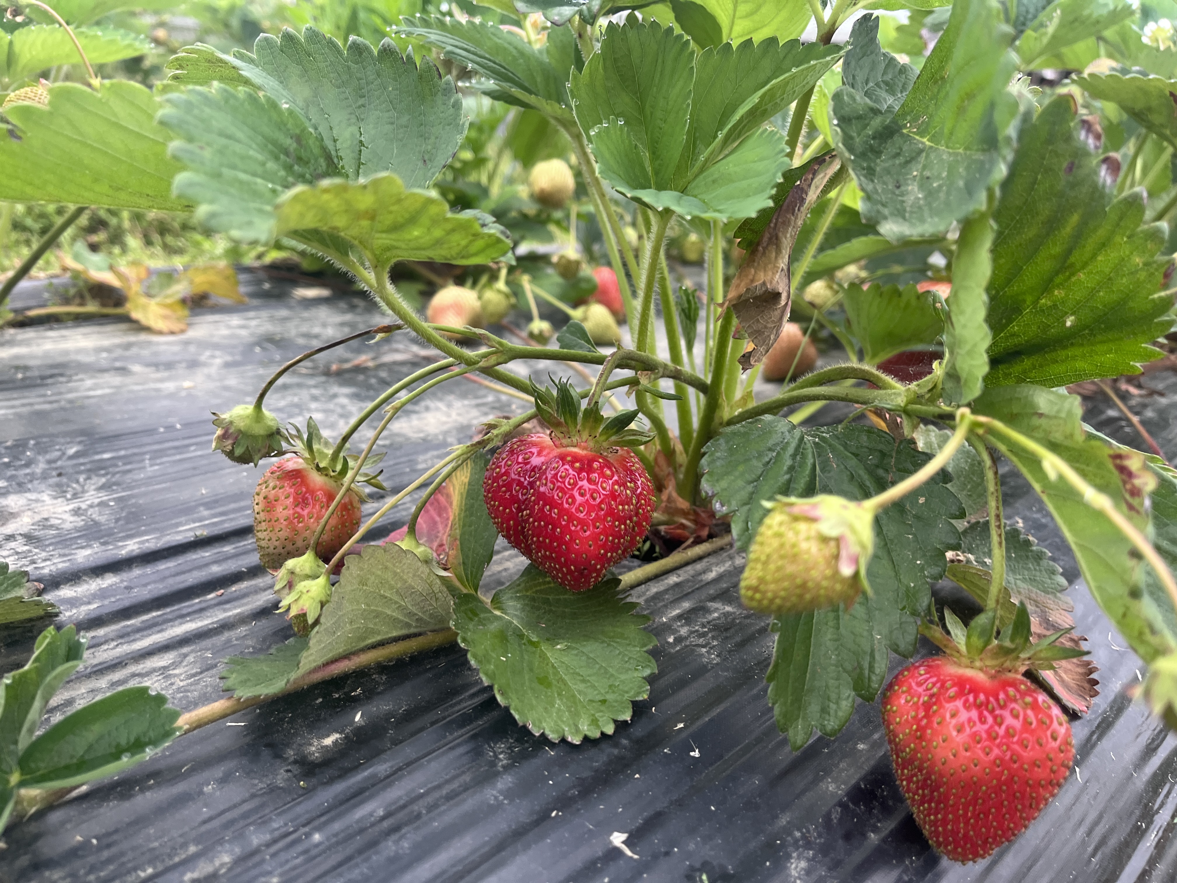 strawberry plant early may