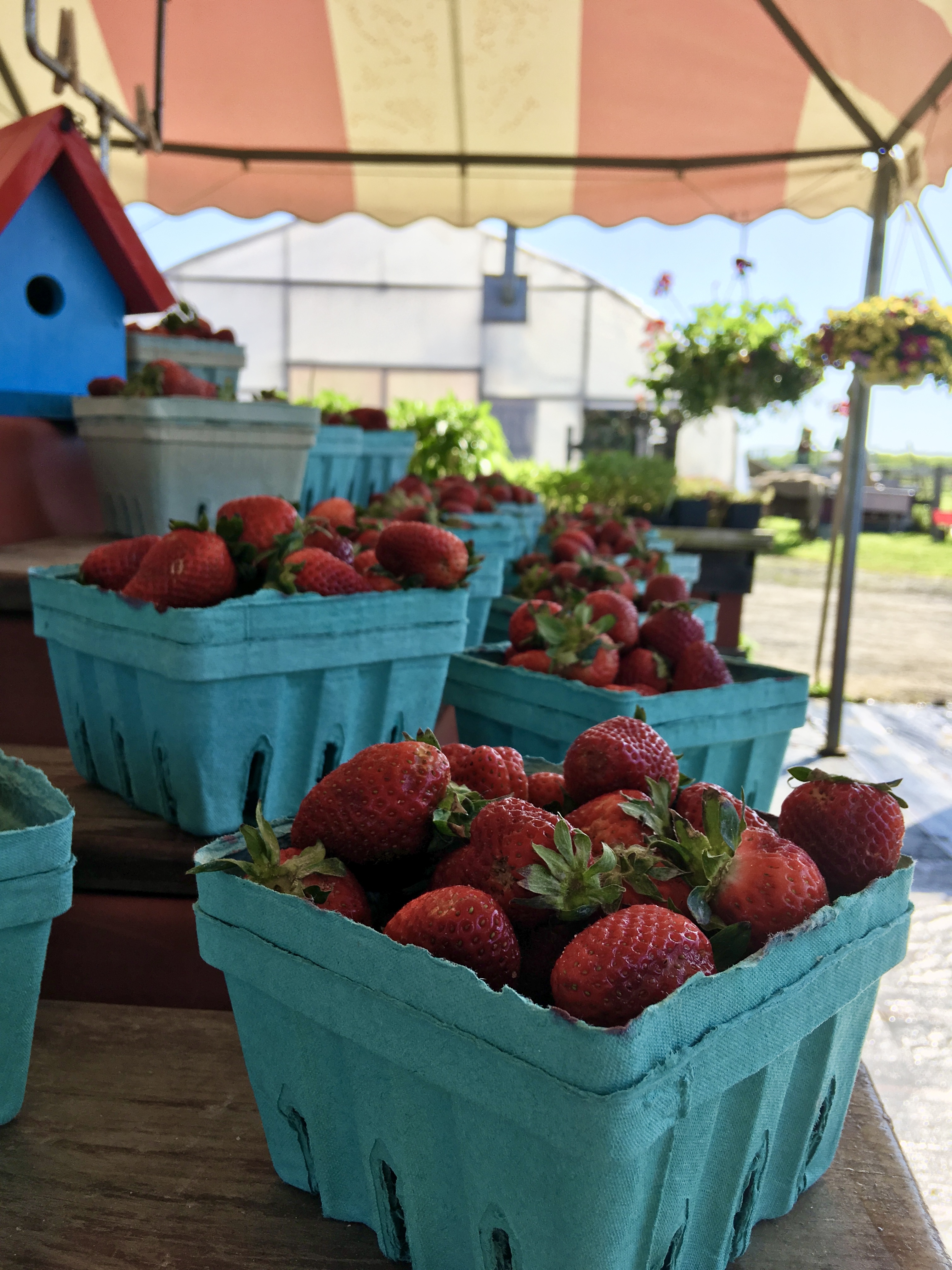 Tent with Strawberries
